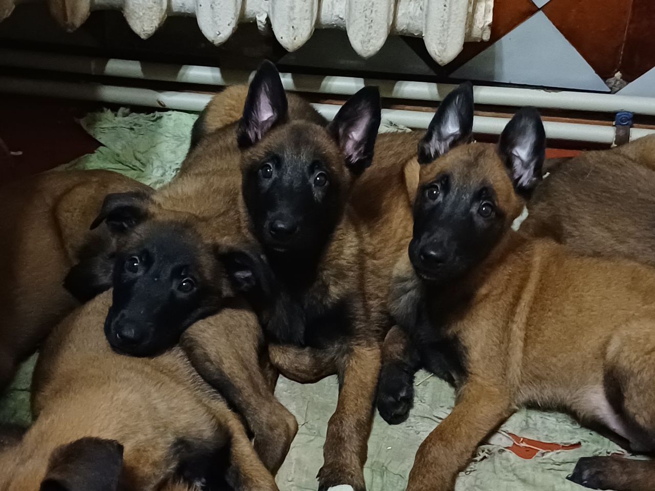 Цуценята малінуа