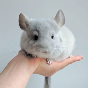 Малюк білий фіолет 🩵