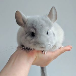 Малюк білий фіолет 🩵