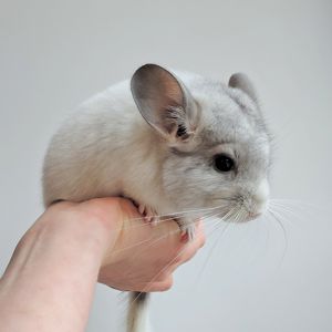 Біленька дівчинка 🤍