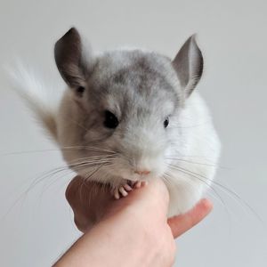 Біленька дівчинка 🤍