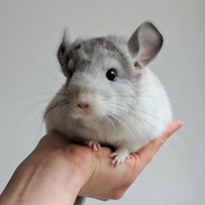 Біленька дівчинка 🤍