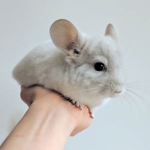 Малюк білий фіолет 🩵