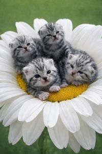 Американська короткошерста. Дівчата. Раннє бронювання