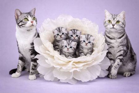 Американська короткошерста. Дівчата. Раннє бронювання