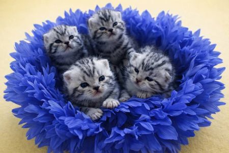 Американська короткошерста. Дівчата. Раннє бронювання