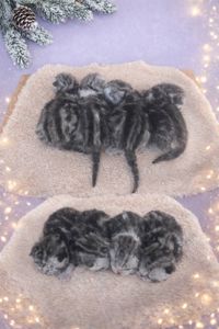 Американська короткошерста. Дівчата. Раннє бронювання