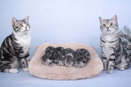 Американська короткошерста. Дівчата. Раннє бронювання