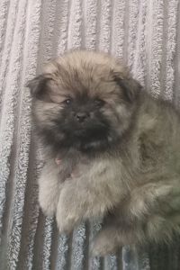 Цуценята померанського шпіца чекають на люблячих господарів