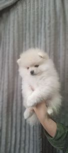 Цуценята померанського шпіца чекають на люблячих господарів