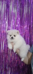 Цуценята померанського шпіца чекають на люблячих господарів