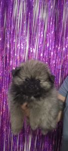 Цуценята померанського шпіца чекають на люблячих господарів