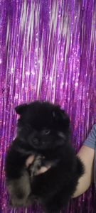 Цуценята померанського шпіца чекають на люблячих господарів