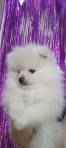 Цуценята померанського шпіца чекають на люблячих господарів