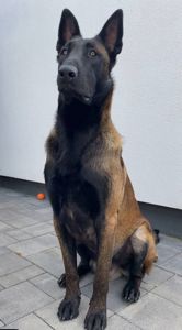 Цуценята малінуа