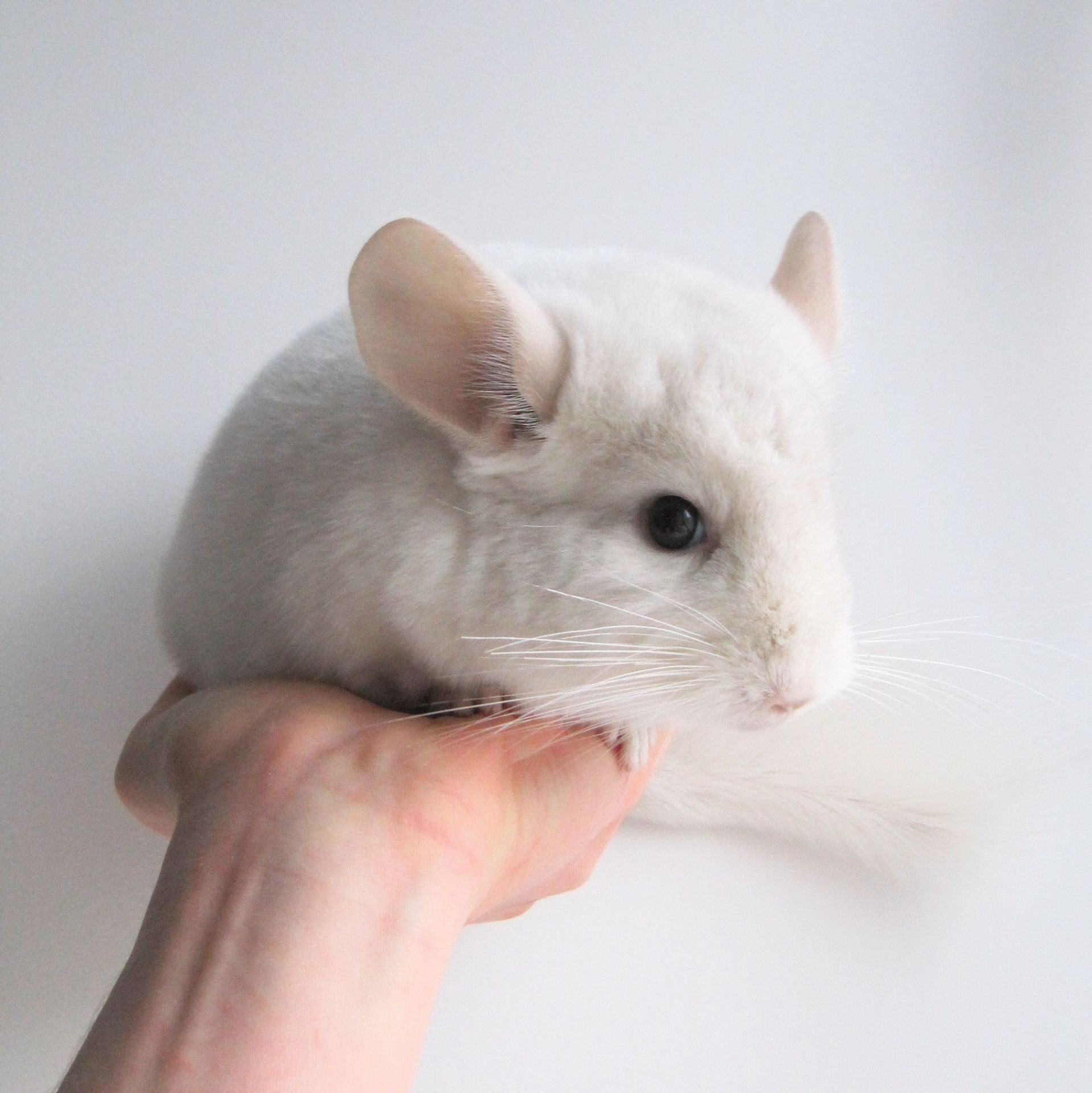 Біленький малюк 🤍