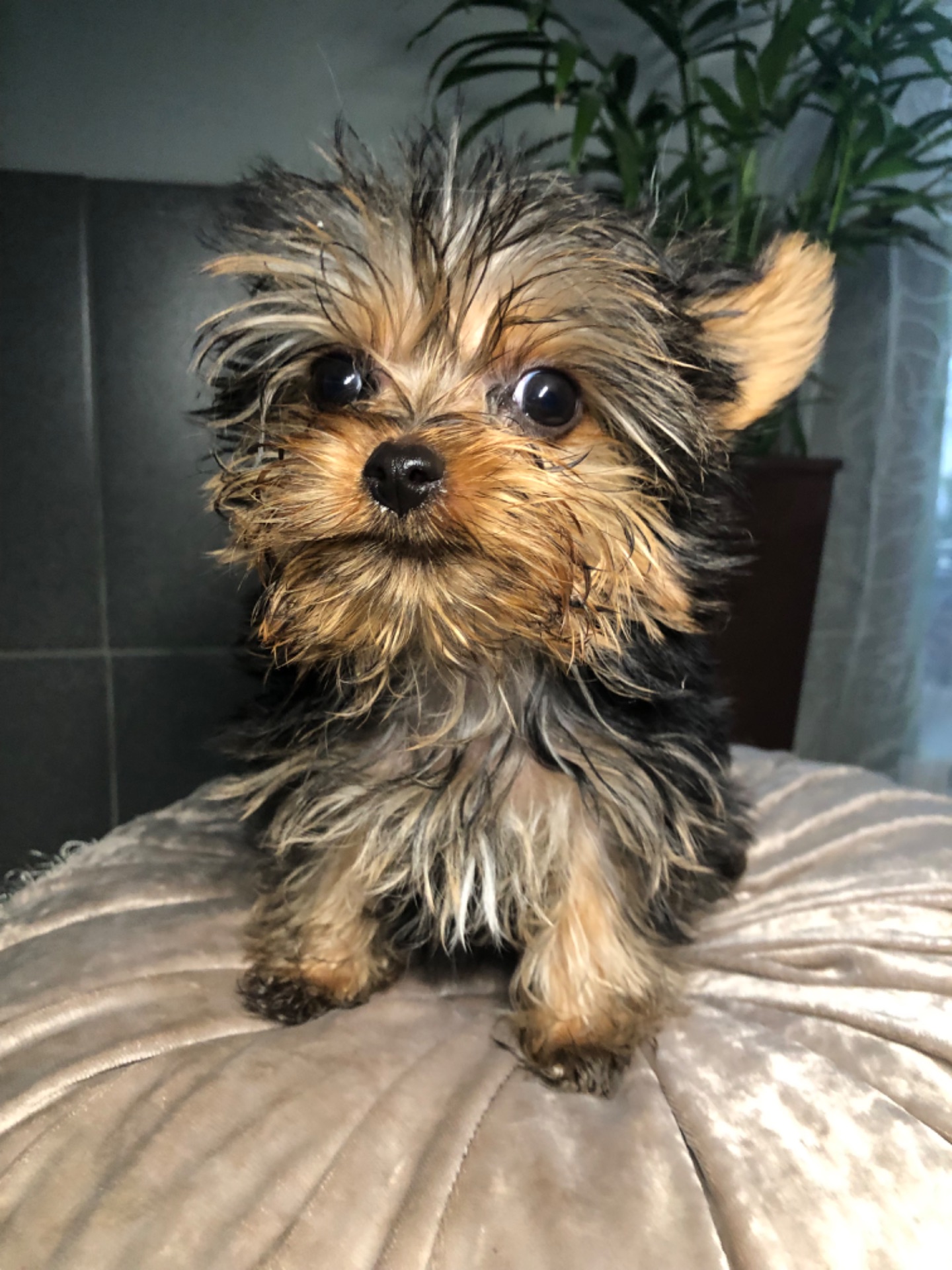 Щенки мини йоркширского терьера