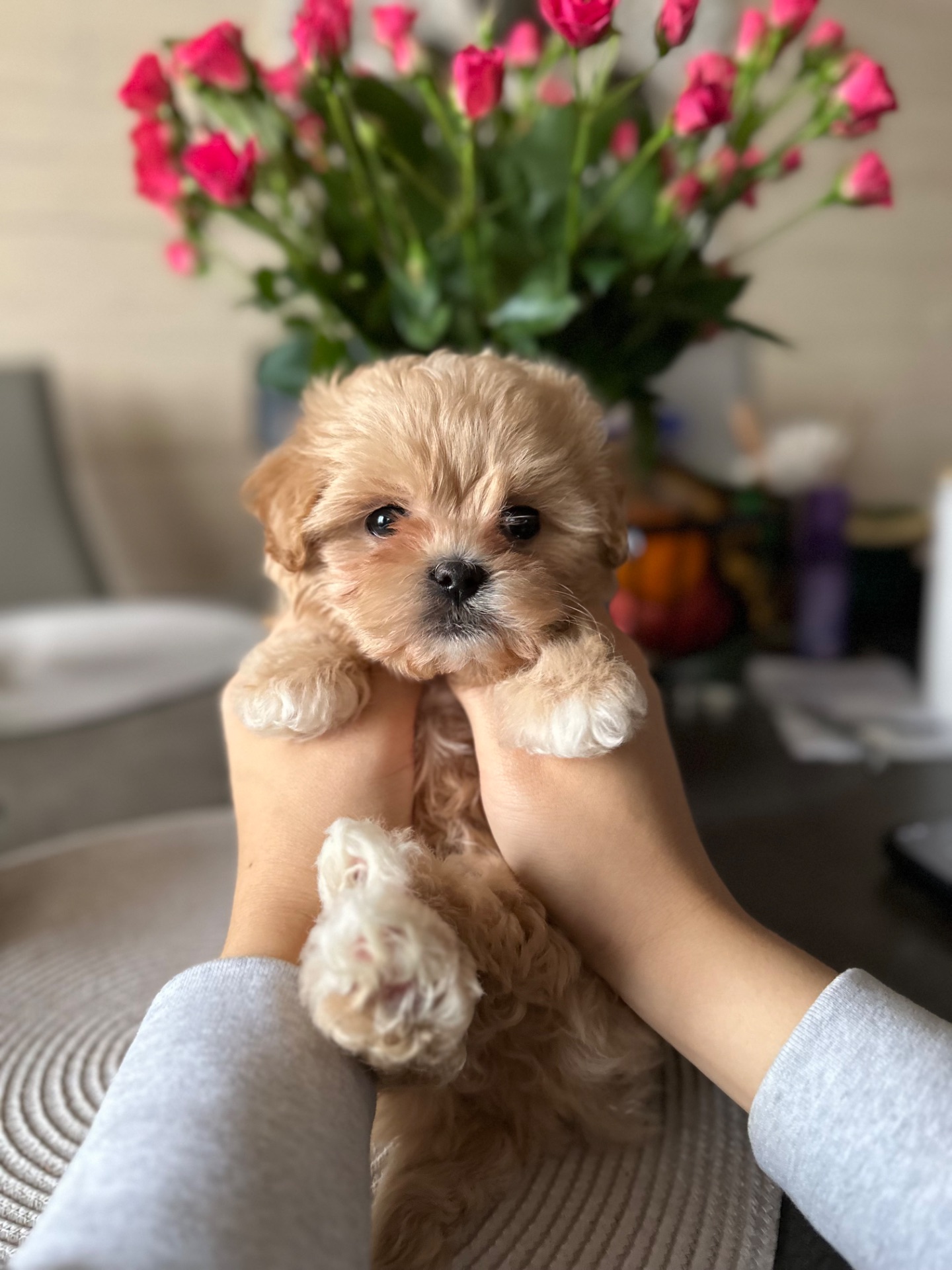 Мальтипу f1 мини baby face