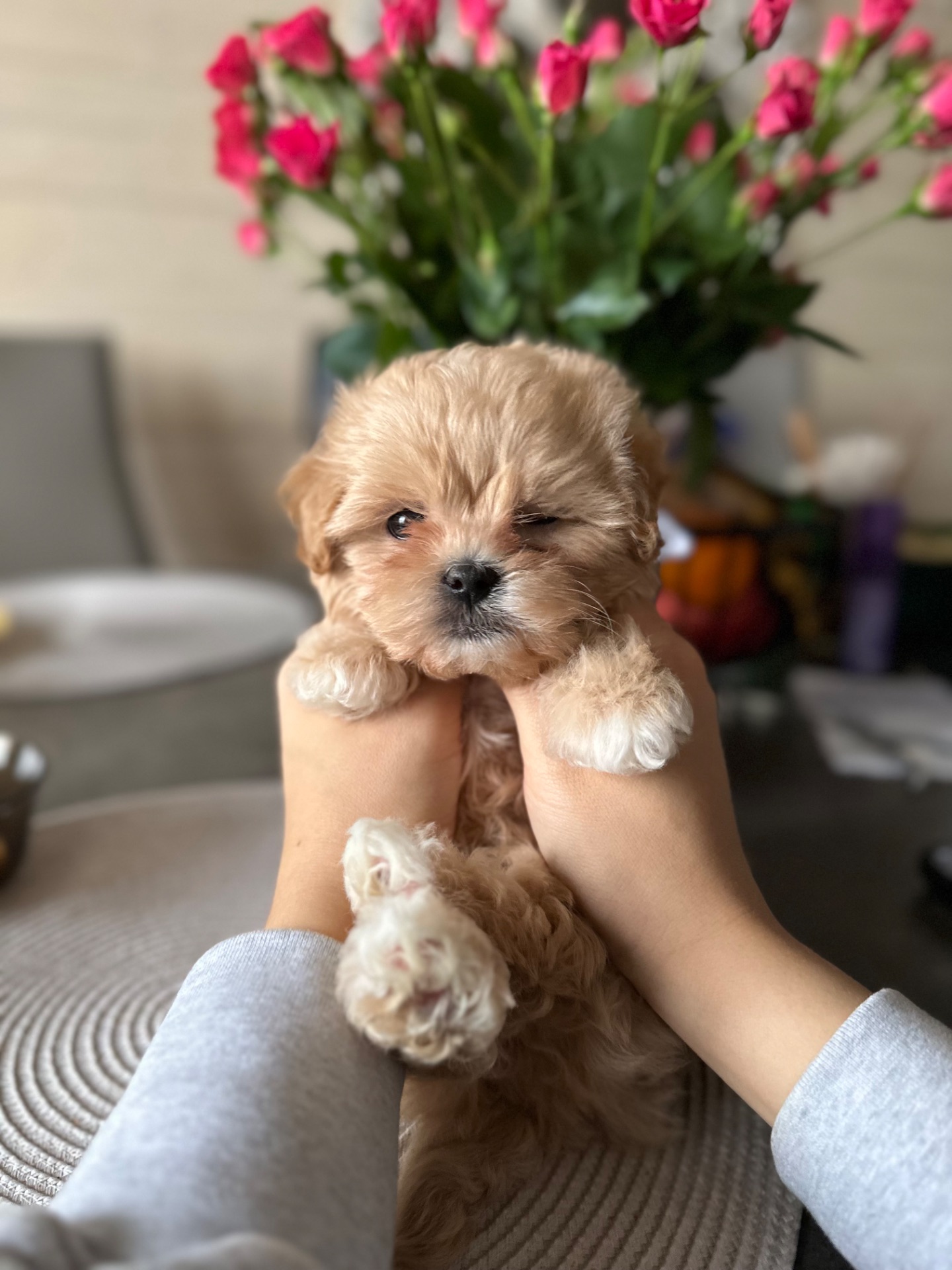 Мальтипу f1 мини baby face