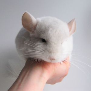 Біленький малюк 🤍