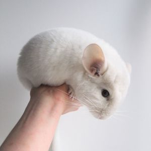 Біленький малюк 🤍