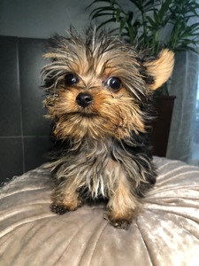 Щенки йоркширского терьера