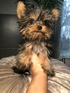 Щенки йоркширского терьера