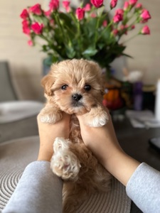 Мальтипу f1 мини baby face