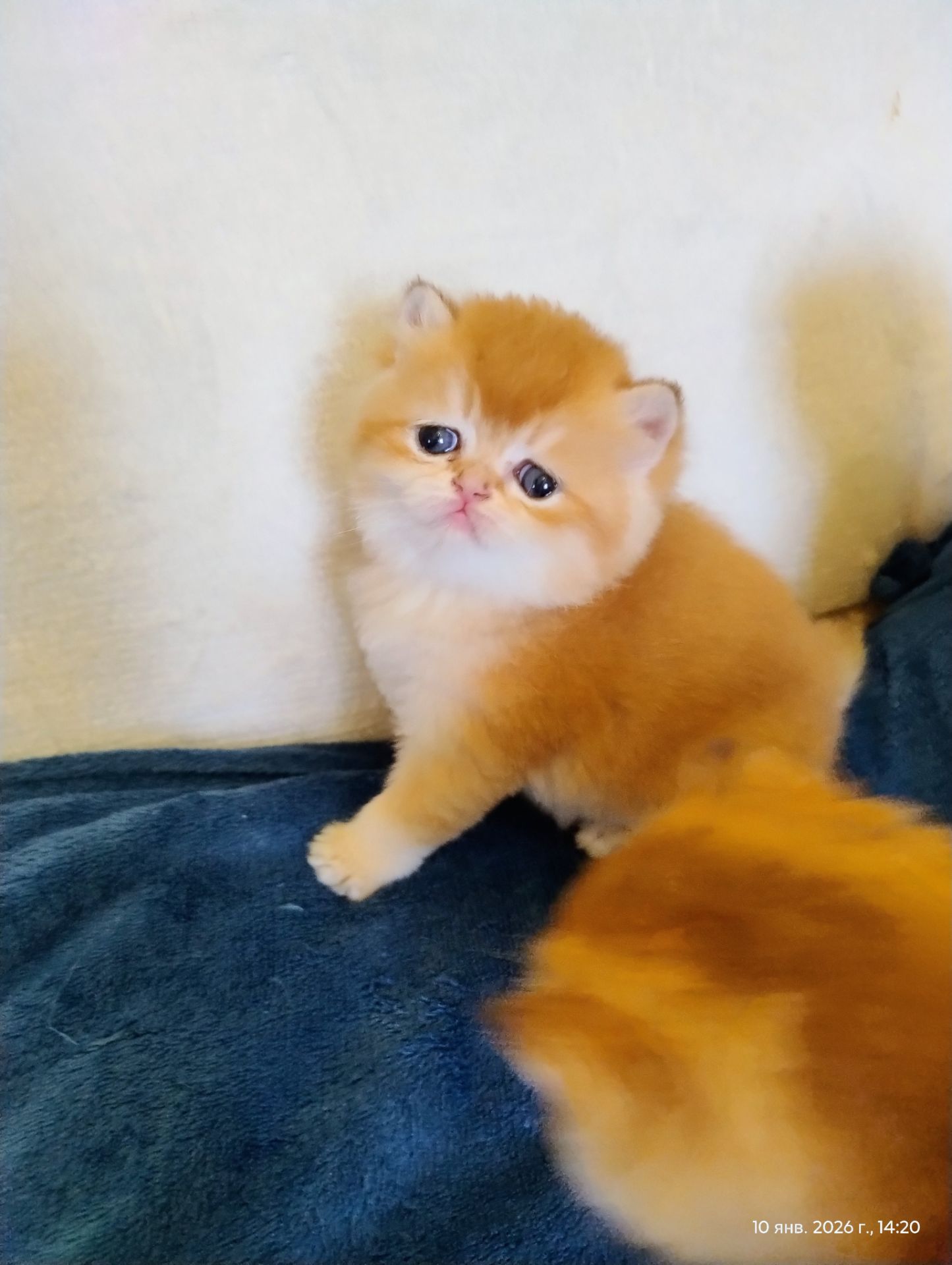 Котята британская золотая шиншилла