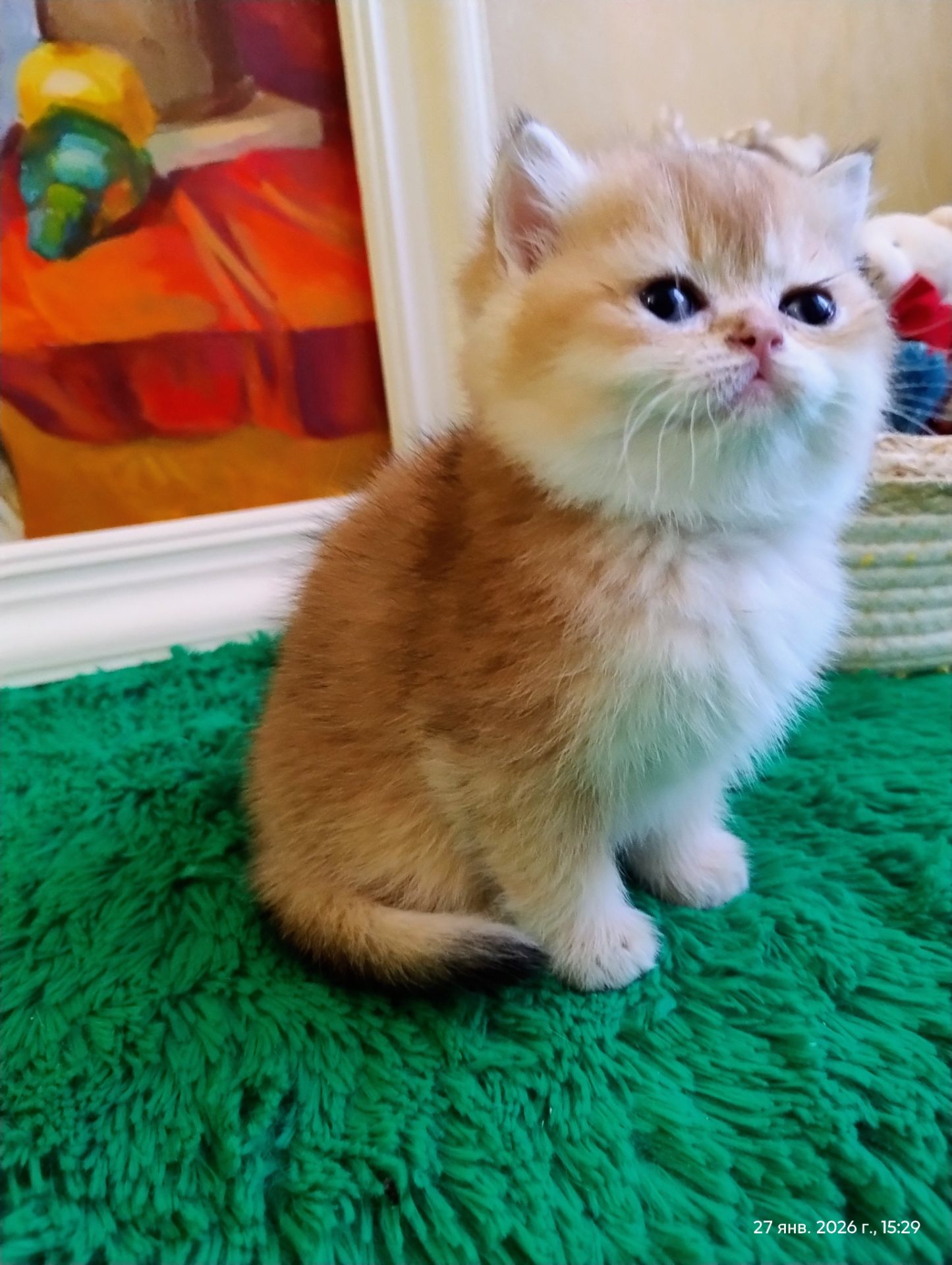 Котята британская золотая шиншилла