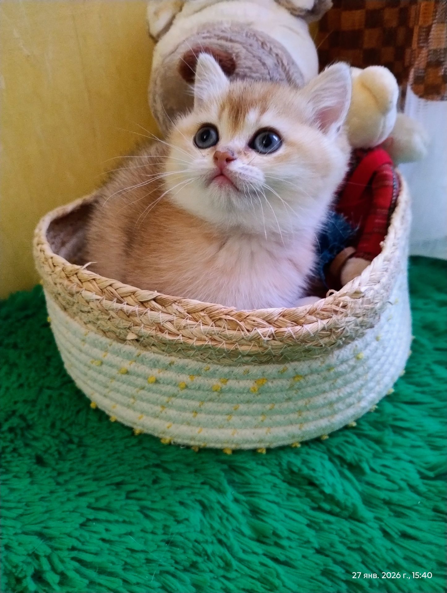 Котята британская золотая шиншилла