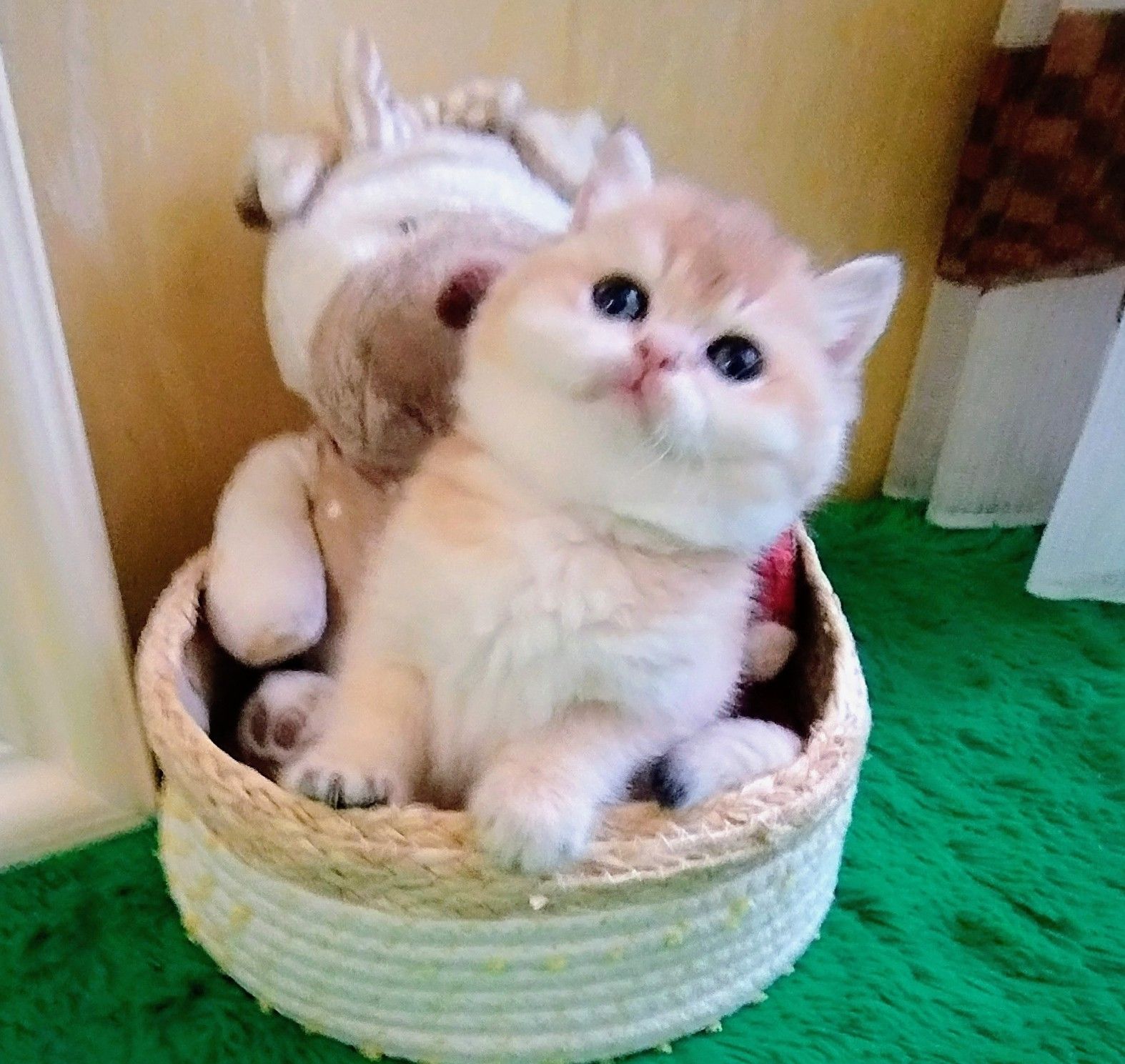 Котята британская золотая шиншилла