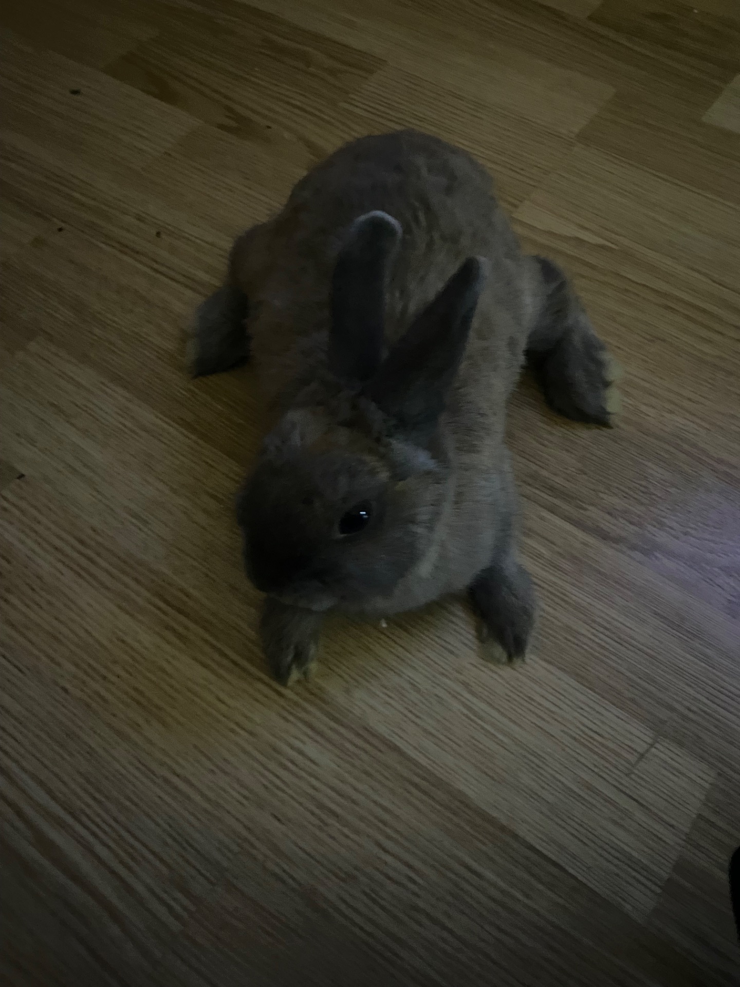 Декоративний кролик