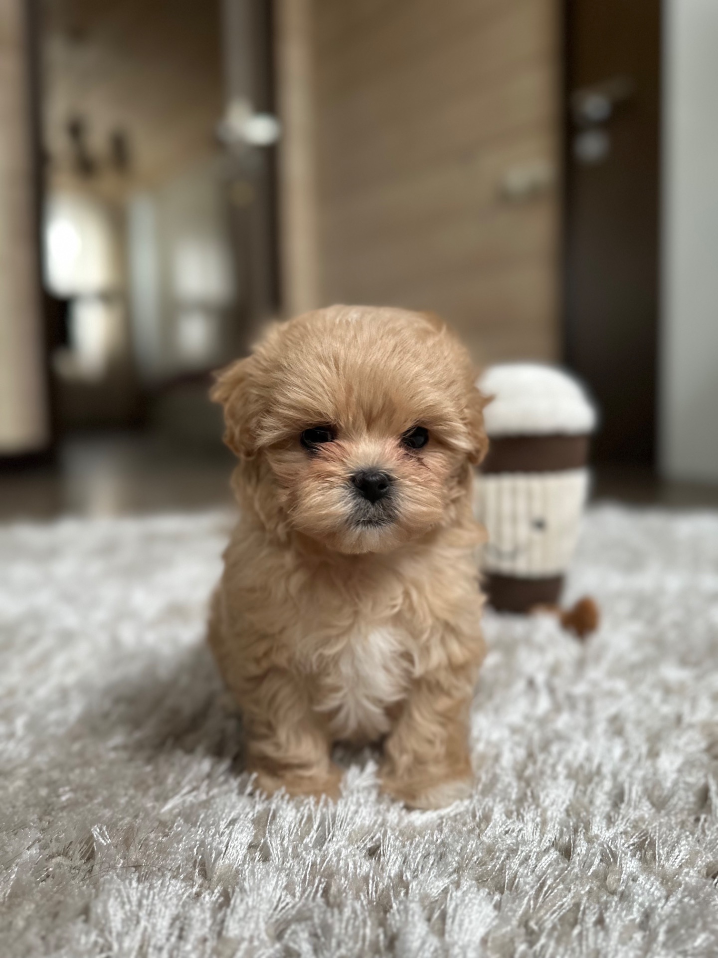 Мальтипу f1 baby face