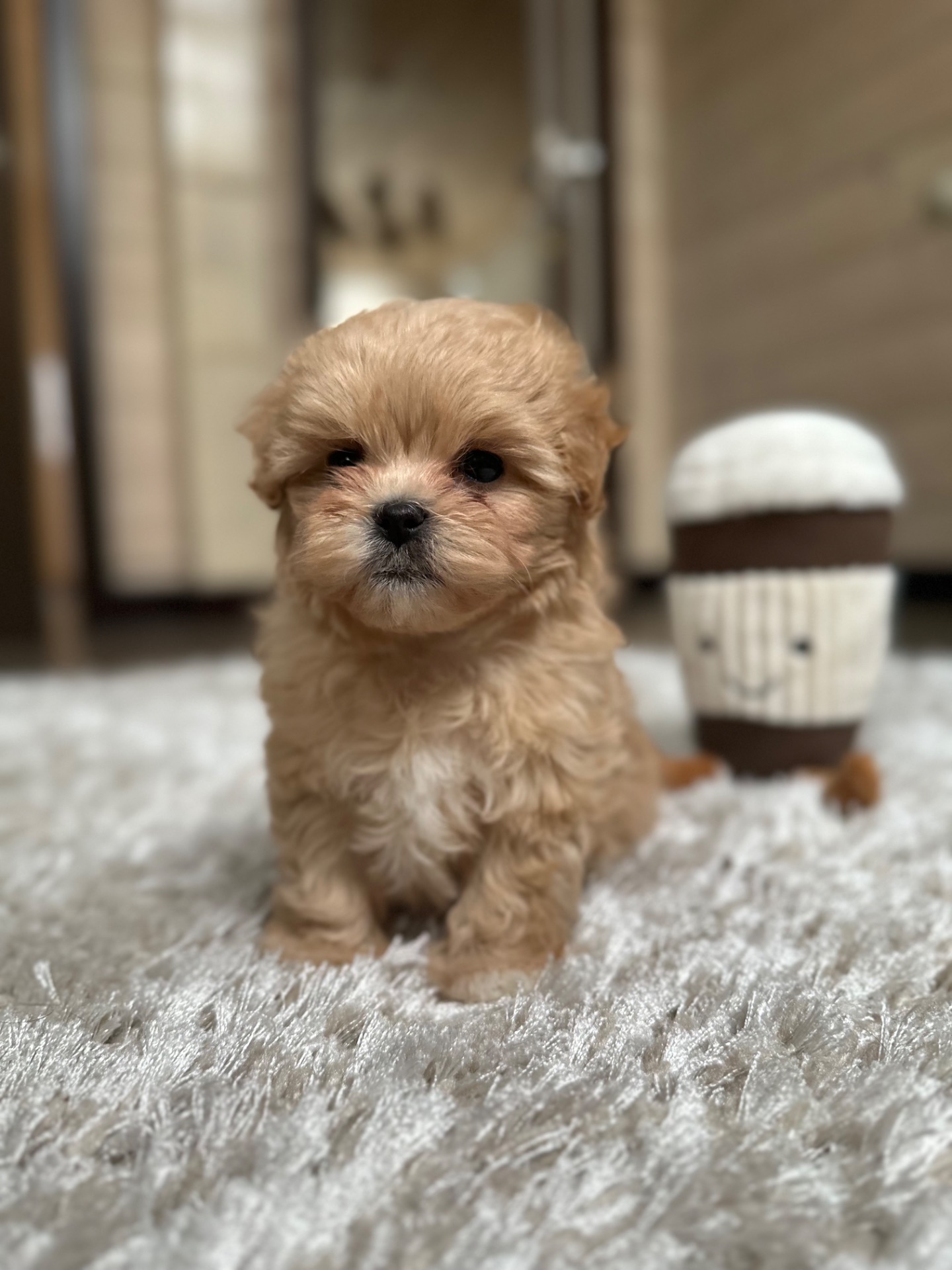 Мальтипу f1 baby face