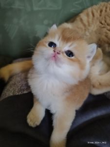 Котята британская золотая шиншилла