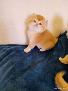 Котята британская золотая шиншилла
