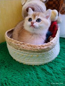 Котята британская золотая шиншилла