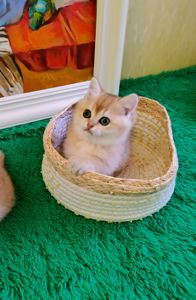 Котята британская золотая шиншилла