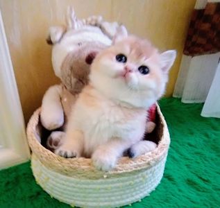 Котята британская золотая шиншилла