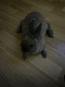 Декоративний кролик