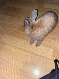 Декоративний кролик