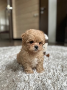 Мальтипу f1 baby face