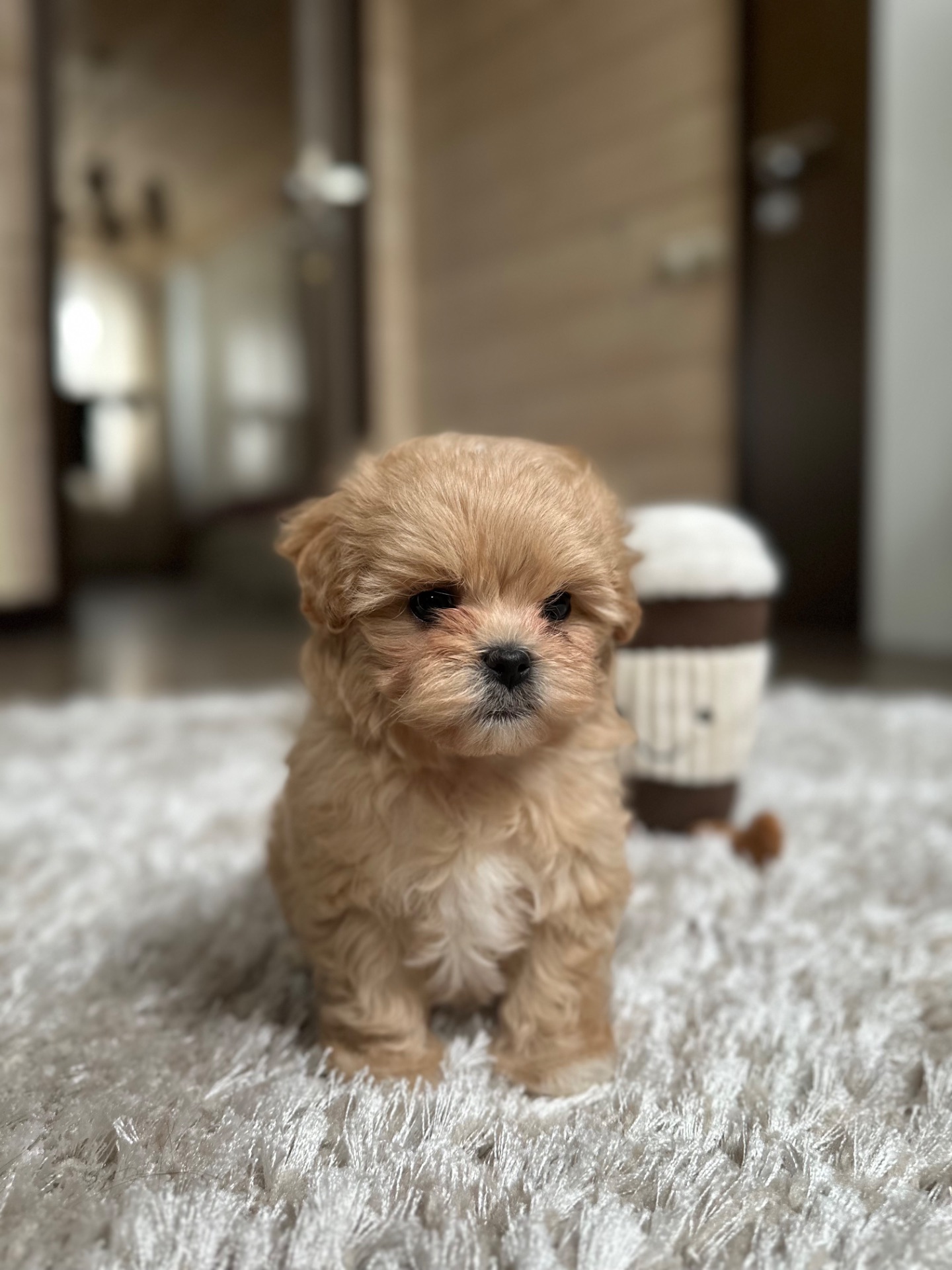 Мини мишка мальтипу f1 baby face