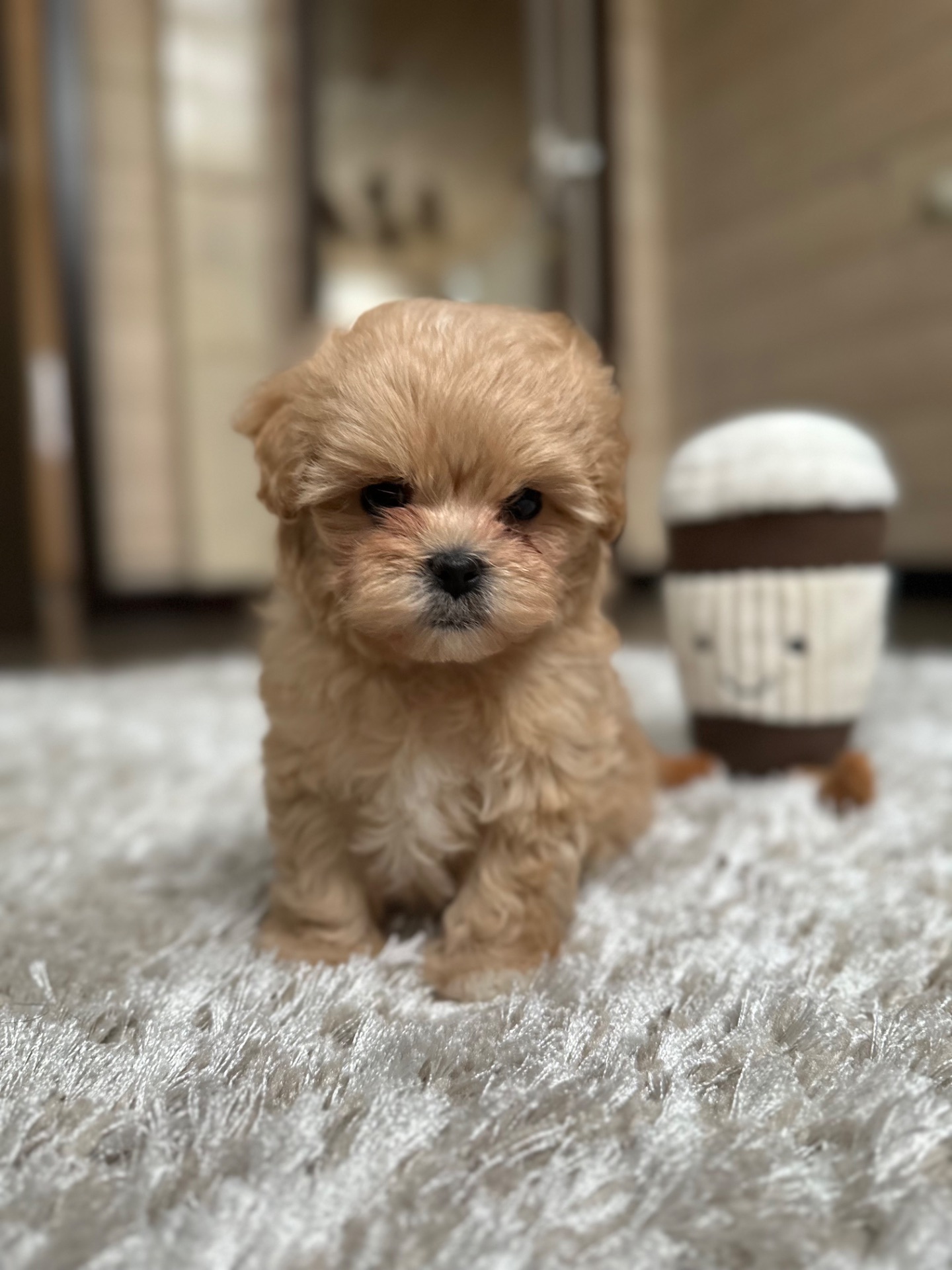 Мини мишка мальтипу f1 baby face