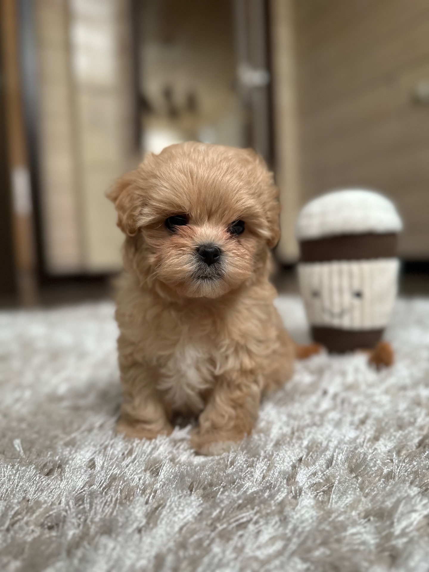 Мини мишка мальтипу f1 baby face