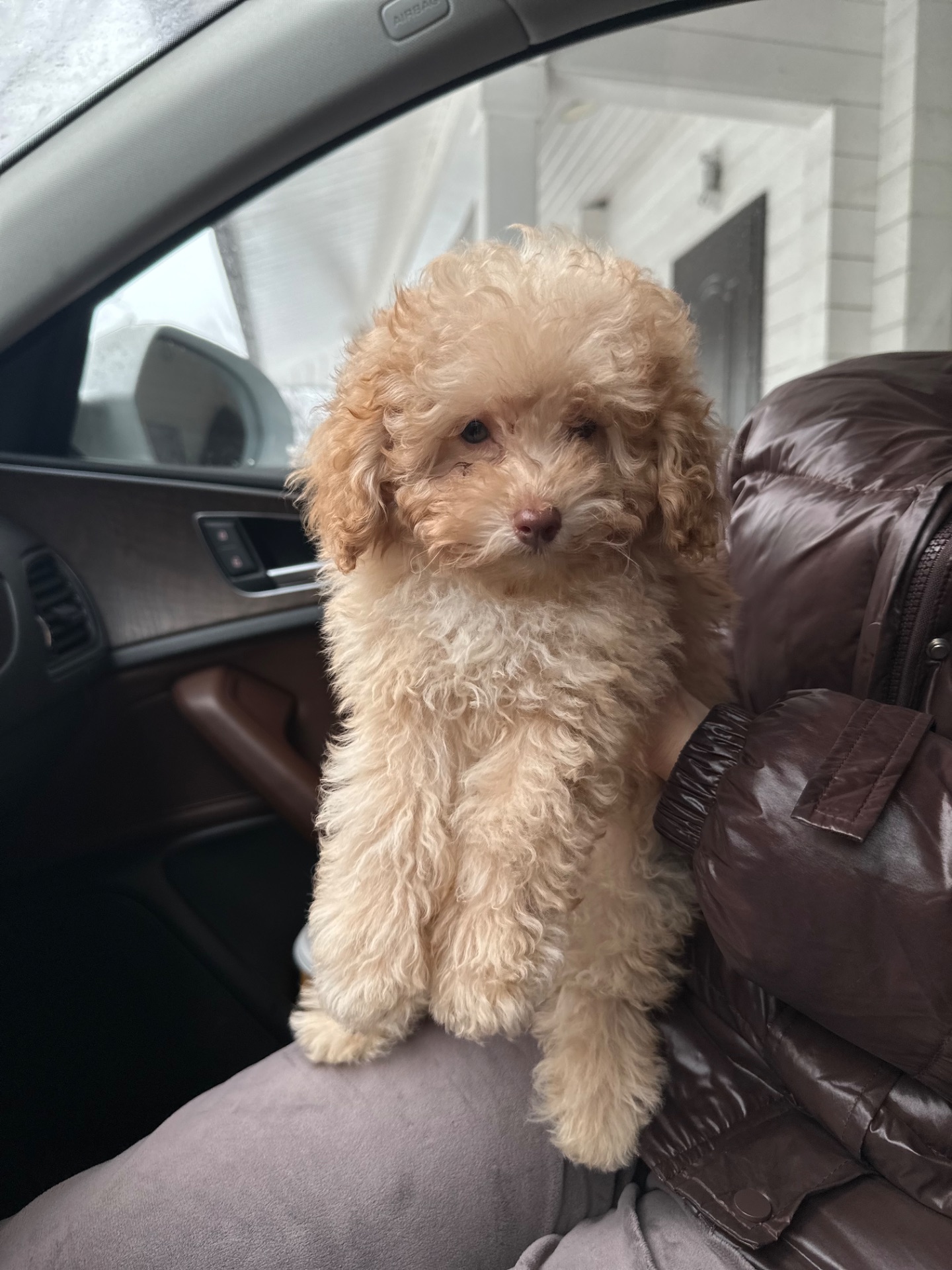 Принцесса мини мальтипу той пудель f2 baby face