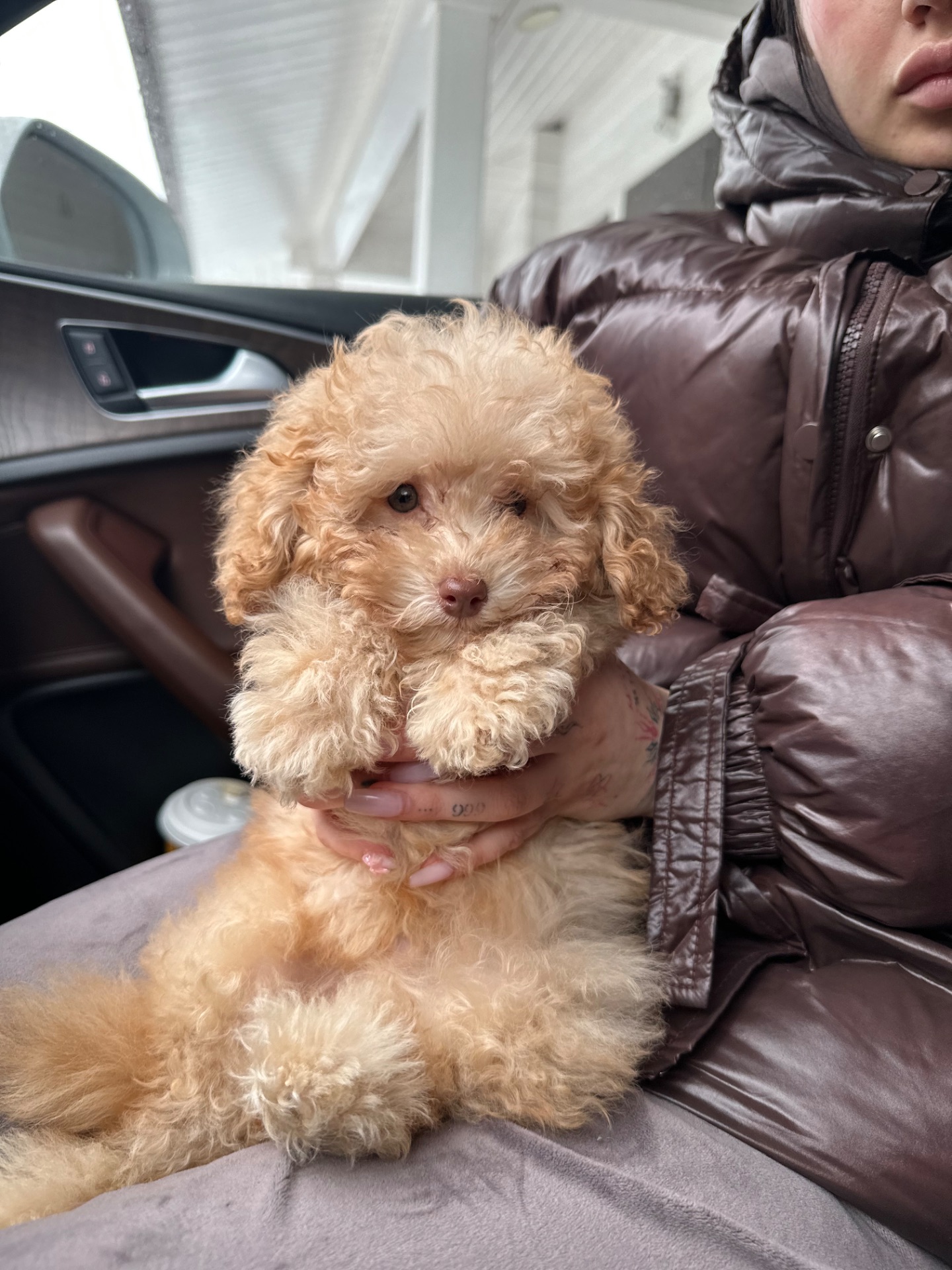 Принцесса мини мальтипу той пудель f2 baby face