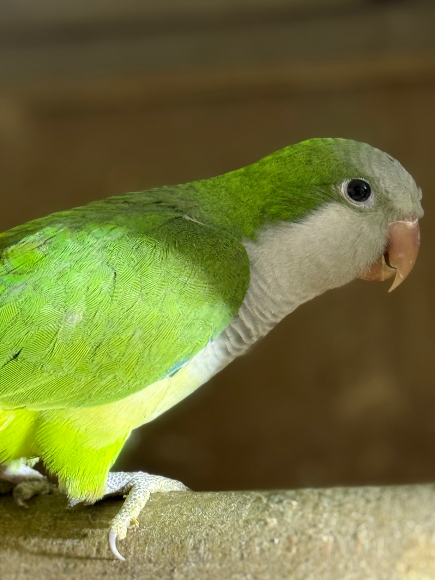 Пташенята папуги монахи квакер каліта