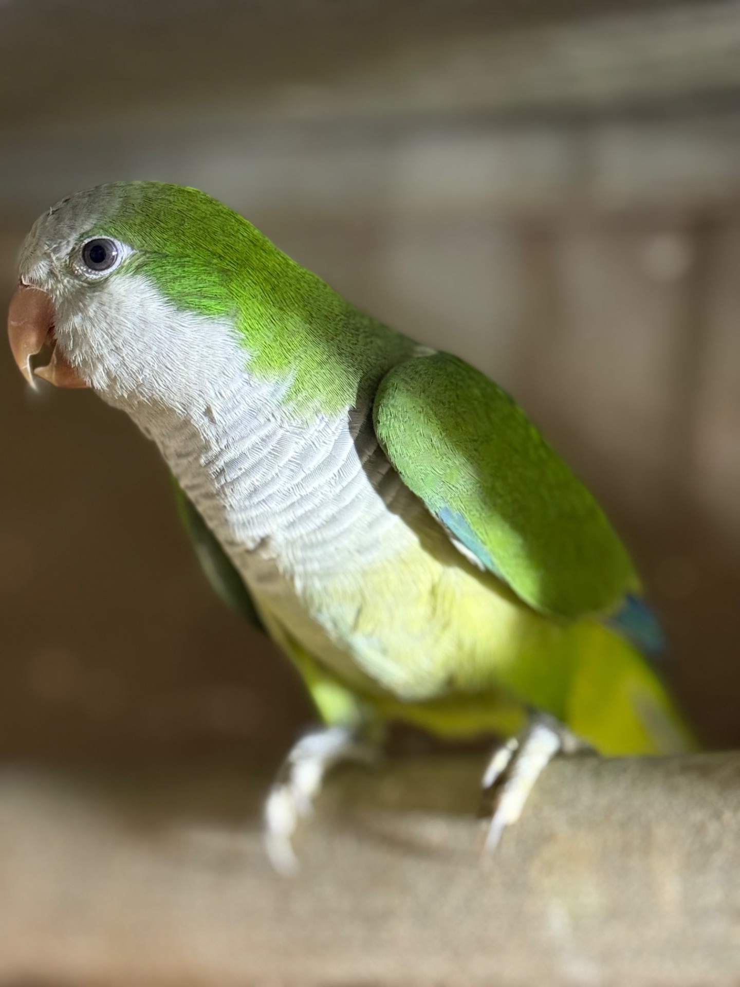 Пташенята папуги монахи квакер каліта